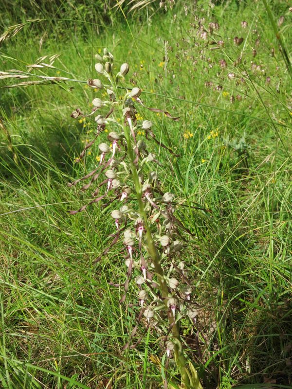 Orchis bouc 002